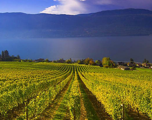 vernon-gallery-image-new